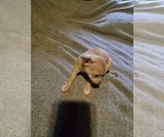 Small #8 Taco Terrier