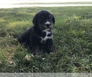 Bernese Mountain Dog-Labrador Retriever Mix Puppy for sale in SULLIVAN, IL, USA