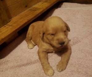 Labradoodle Puppy for sale in LANCASTER, KY, USA