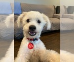 Small #1 Maltipoo