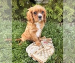 Small #1 Cavalier King Charles Spaniel