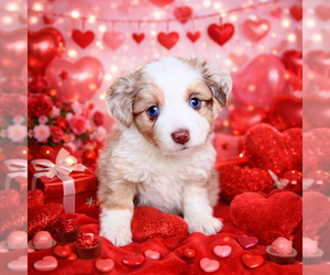 Medium Miniature Australian Shepherd