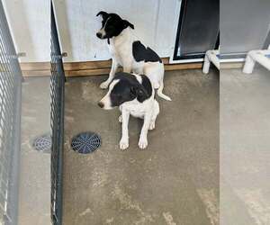 Salem - Female Mutt Dog for Adoption - Photo #2