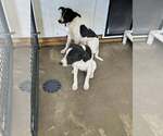 Small Photo #2 Mutt Puppy For Sale in Stover, MO, USA