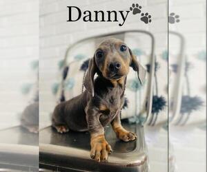 Dachshund Puppy for sale in ALGOOD, TN, USA