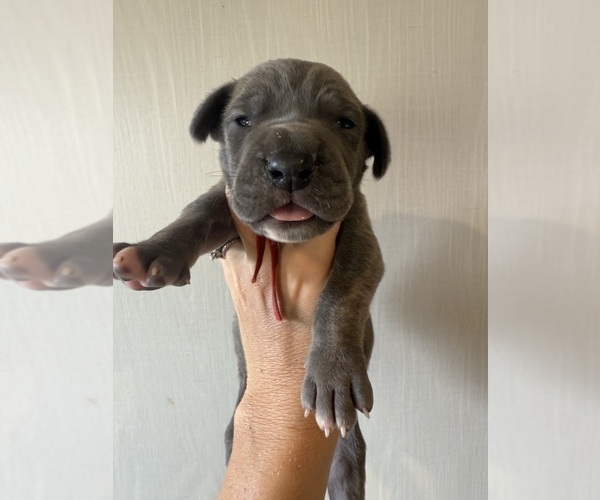 Medium Photo #2 Great Dane Puppy For Sale in HALLETTSVILLE, TX, USA