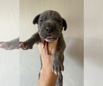 Small #1 Great Dane