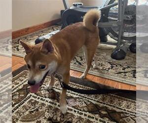 Shiba Inu Dogs for adoption in San Antonio, TX, USA