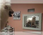 Small #4 Great Pyrenees