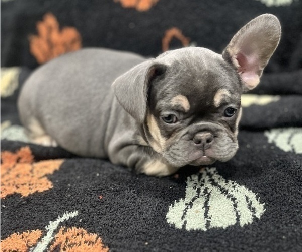 Medium Photo #3 French Bulldog Puppy For Sale in UPPER MARLBORO, MD, USA