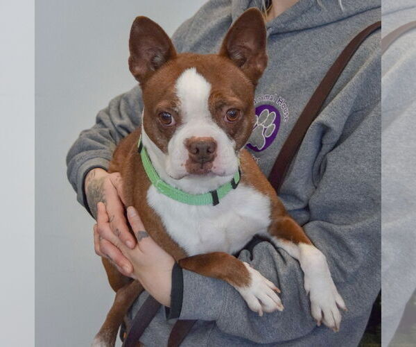 Medium Photo #3 Boston Terrier Puppy For Sale in Huntley, IL, USA