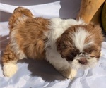 Small #2 Shih Tzu