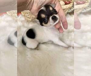 Chihuahua Puppy for sale in TRACY, CA, USA