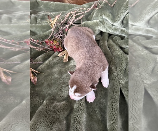 Medium Photo #16 Siberian Husky Puppy For Sale in STAPLES, MN, USA