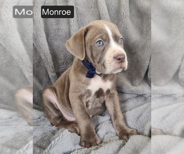 Medium Photo #5 Cane Corso Puppy For Sale in MINERAL WELLS, WV, USA