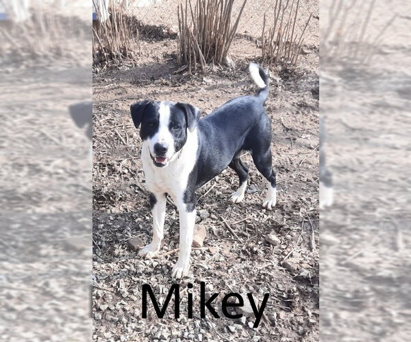 Medium Photo #2 Border Collie-Mountain Cur Mix Puppy For Sale in Mountain View, AR, USA