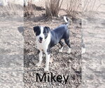 Small Photo #2 Border Collie-Mountain Cur Mix Puppy For Sale in Mountain View, AR, USA