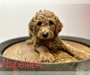 Goldendoodle Puppy for Sale in CLAY, New York USA