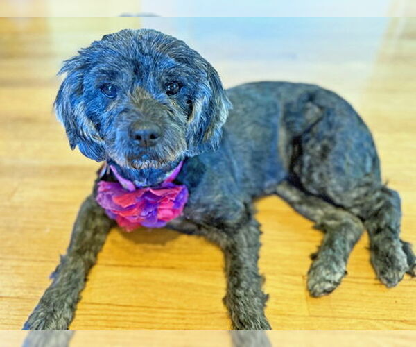 Medium Photo #5 Cocker Spaniel-Poodle (Miniature) Mix Puppy For Sale in Arlington, VA, USA