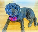 Small #4 Cocker Spaniel-Poodle (Miniature) Mix