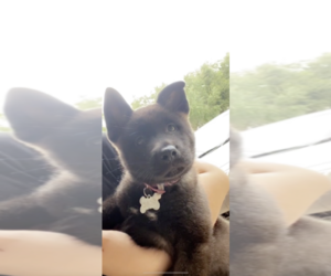 Akita Puppy for sale in LEAGUE CITY, TX, USA