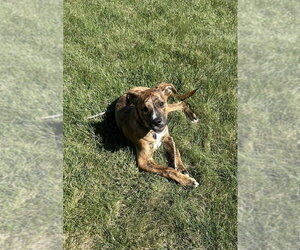 Lumi - Female Bulldog-Unknown Mix Dog for Adoption - Photo #4