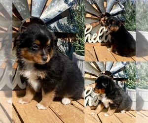 Miniature Australian Shepherd Puppy for sale in BROOKER, FL, USA