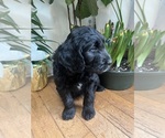 Small Photo #5 Goldendoodle Puppy For Sale in ANTWERP, NY, USA