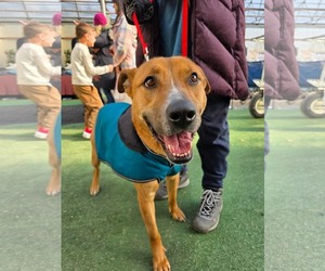 Mutt Dogs for adoption in Woodbury, NY, USA