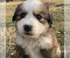 Great Bernese Puppy for sale in BLACKVILLE, SC, USA