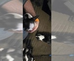 Small #6 Boston Terrier