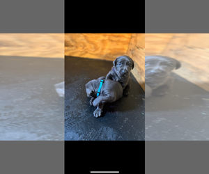 Labrador Retriever Puppy for sale in CHESAPEAKE, VA, USA