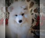 Small Photo #3 Samoyed Puppy For Sale in LUBLIN, WI, USA