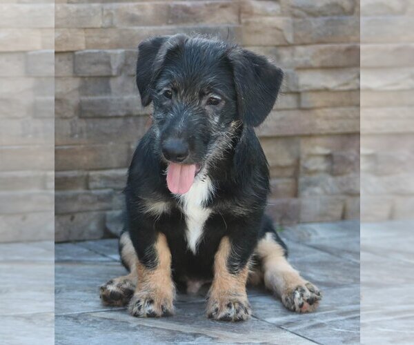 Medium Photo #2 German Shepherd Dog-Unknown Mix Puppy For Sale in San Diego, CA, USA