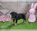 Small #6 Catahoula Leopard Dog