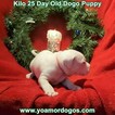 Small Photo #208 Dogo Argentino Puppy For Sale in JANE, MO, USA