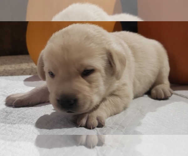 Medium Photo #29 Labrador Retriever Puppy For Sale in OLYMPIA, WA, USA