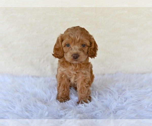 Medium Photo #5 Cock-A-Poo Puppy For Sale in MILLERSBURG, OH, USA