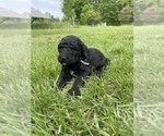 Small Photo #8 Goldendoodle Puppy For Sale in EATON RAPIDS, MI, USA