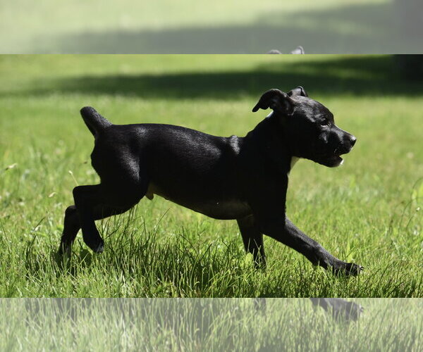 Medium Photo #4 Shepradors Puppy For Sale in Mechanicsburg, PA, USA