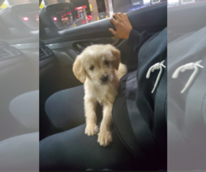 Goldendoodle Puppy for sale in FLOR, MO, USA