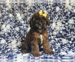 Cock-A-Poo Puppy for sale in LAKELAND, FL, USA