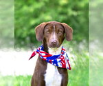 Small Labrador Retriever Mix