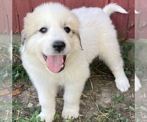 Great Pyrenees Puppy for sale in BRIGHTON, IA, USA