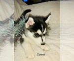 Small Photo #41 Siberian Husky Puppy For Sale in WASHBURN, WI, USA