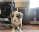 Small #1 Aussie-Corgi