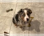 Small #1 Australian Shepherd