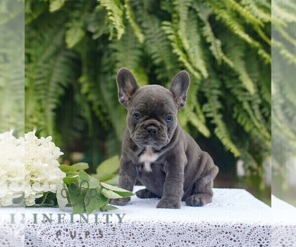 Medium Photo #1 French Bulldog Puppy For Sale in NARVON, PA, USA