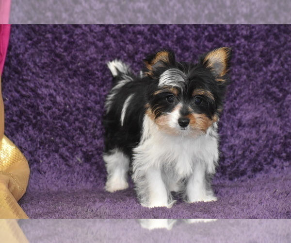 Medium Photo #4 Yorkshire Terrier Puppy For Sale in ELDORADO, OH, USA