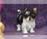 Small #3 Yorkshire Terrier